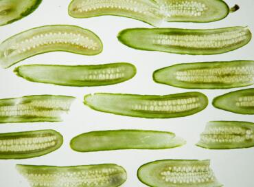 In a Pickle! Preserving at Home image