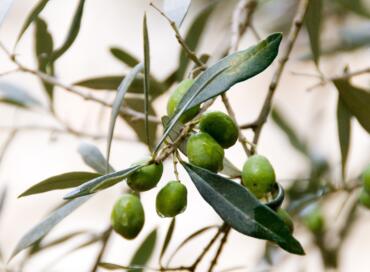 How the Mediterranean Diet is Still Wowing Scientists image