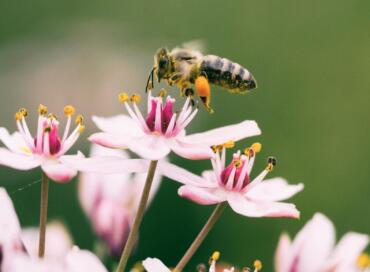 Hey, Honey! image